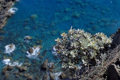 Portugal, Ile de Madère, randonnée dans la réserve naturelle de la Ponta de Sao Lourenço à l'extrême Est de l'ile, immortelles, plante endemiques de Madère