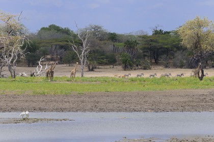 Tanzania, Selous Game Reserve is one of the largest fauna reserves of the world and designated a UNESCO World Heritage Site in 1982, giraffes (Giraffa camelopardalis) and zebras (Equus burchelli) on the Rufiji river
