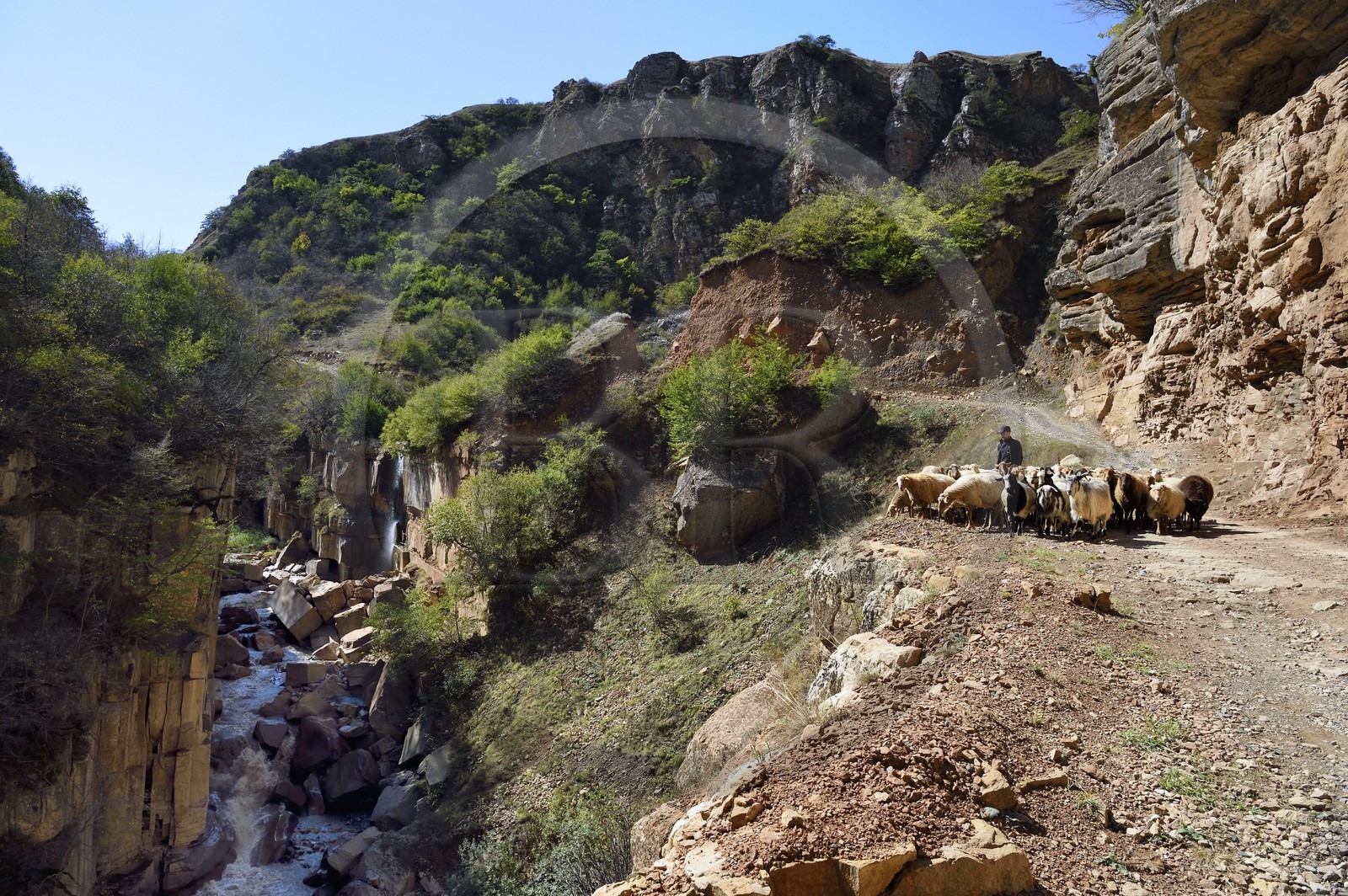 Azerbaïdjan, région de Quba (Guba), chaine de montagne du Grand Caucase, route Xinaliq Yolu vers Khinalug, berger et son troupeau de moutons dans la vallée de Qudialchai