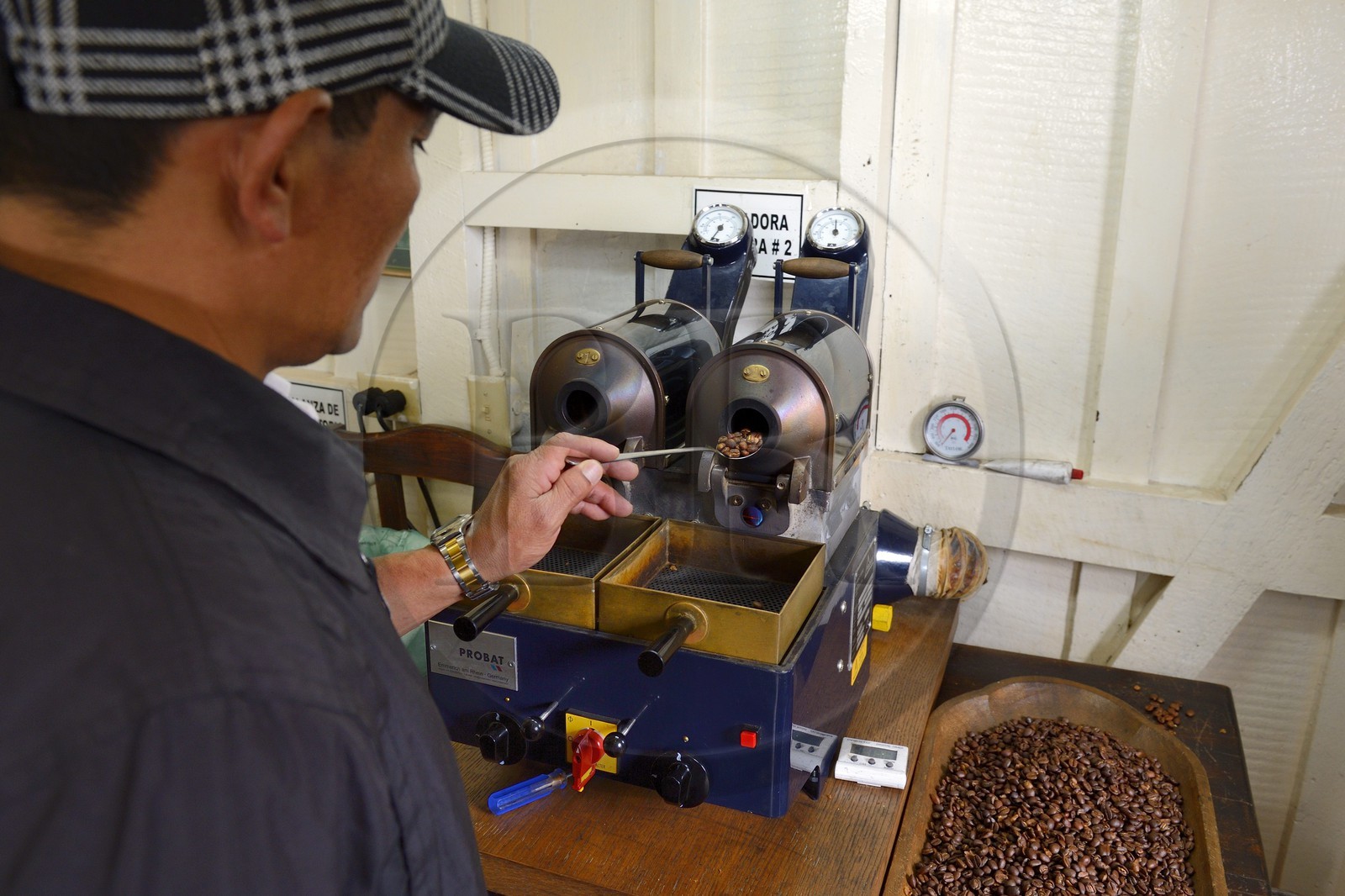 Panama, province de Chiriqui, Boquete, plantation de café Finca Lerida, torréfaction de grains de café