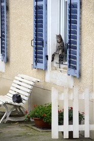 France, Meuse, Lorraine Regional Park, Cotes de Meuse, Hattonchatel, cats
