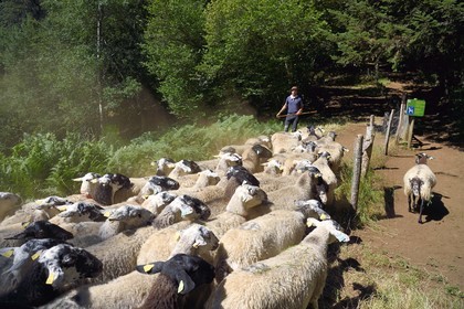 France, Puy de Dome, Aydat, Parc Naturel Régional des Volcans d'Auvergne (regional nature park of Auvergne volcanoes), the shepherd Esteban Gueneuc and his flock of sheep on the slopes of the Puy de Vichatel volcano, on the  the Vichatel Musette nature trail