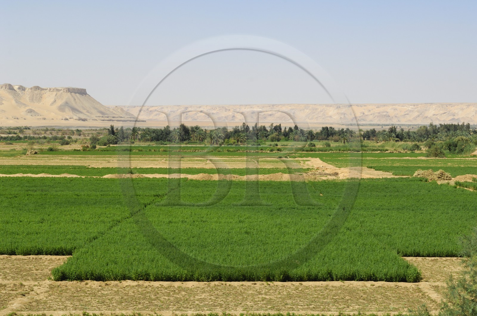 Egypt, Libyan desert, Abu Mungar oasis north of Farafra