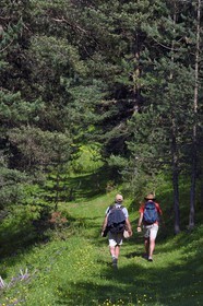 Georgia, Kakheti, Tusheti National Park, hikers in the forest around the village of Diklo on the Dagestan border (Russia)