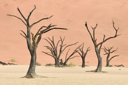 Namibia, Hardap region, Namib desert, Namib-Naukluft national park, Namib Sand Sea listed as World Heritage by UNESCO, Sossusvlei dunes, Dead Vlei, Camelthorn Acacia (Acacia erioloba) dead trees
