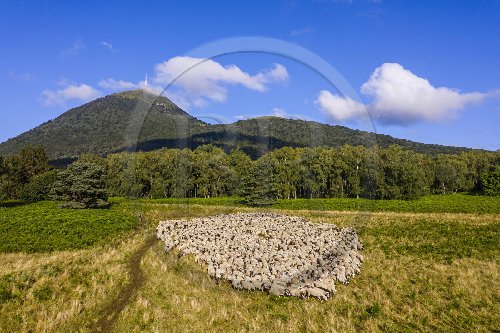 France, Puy-de-Dôme (63), Parc Naturel Régional des Volcans d'Auvergne, Chaine des Puys classée Patrimoine Mondial de l’UNESCO, la bergère Charlotte Hevin avec ses chiens et un troupeau de brebis Rava au pied du volcan Puy de Dôme (vue aérienne)