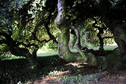 France, Vosges (88), Manufacture Royale de Bains-les-Bains, un très rare hêtre tortillard (Fagus sylvatica Tortuosa Group) dans le parc