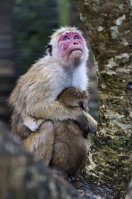 Sri Lanka, North Central province, Polonnaruwa, the former capital of the country (11th to 13th century) listed as World Heritage by UNESCO, Toque macaques (Macaca sinica), mother and child