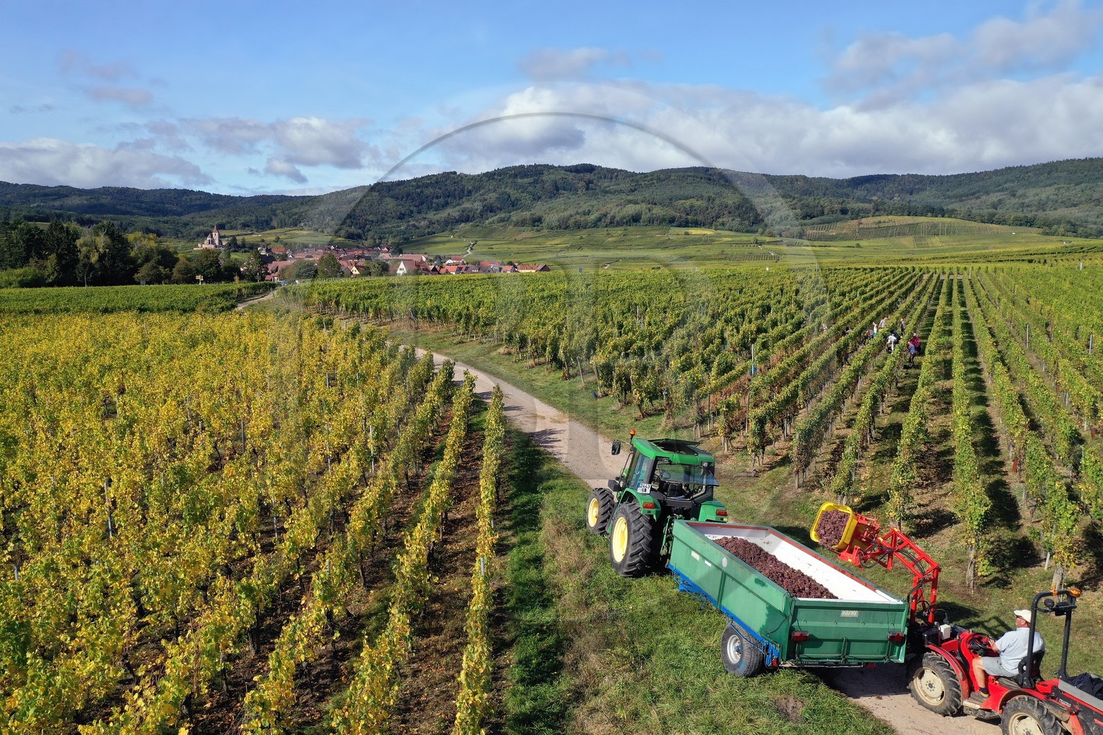 France, Haut-Rhin (68), Route des vins d'Alsace, Ribeauvillé, vendanges sur une parcelle du Domaine viticole Philippe Christ et l'église fortifiée Saint-Jacques-le-Majeur de Hunawihr en arrière plan (vue aérienne)