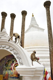 Sri Lanka, Sri Lanka, North Central Province, Anuradhapura archeological site listed as World Heritage by UNESCO, former capital of Sri Lanka at 3rd century BC, the Buddhist sacred place of veneration Thuparama Dagoba