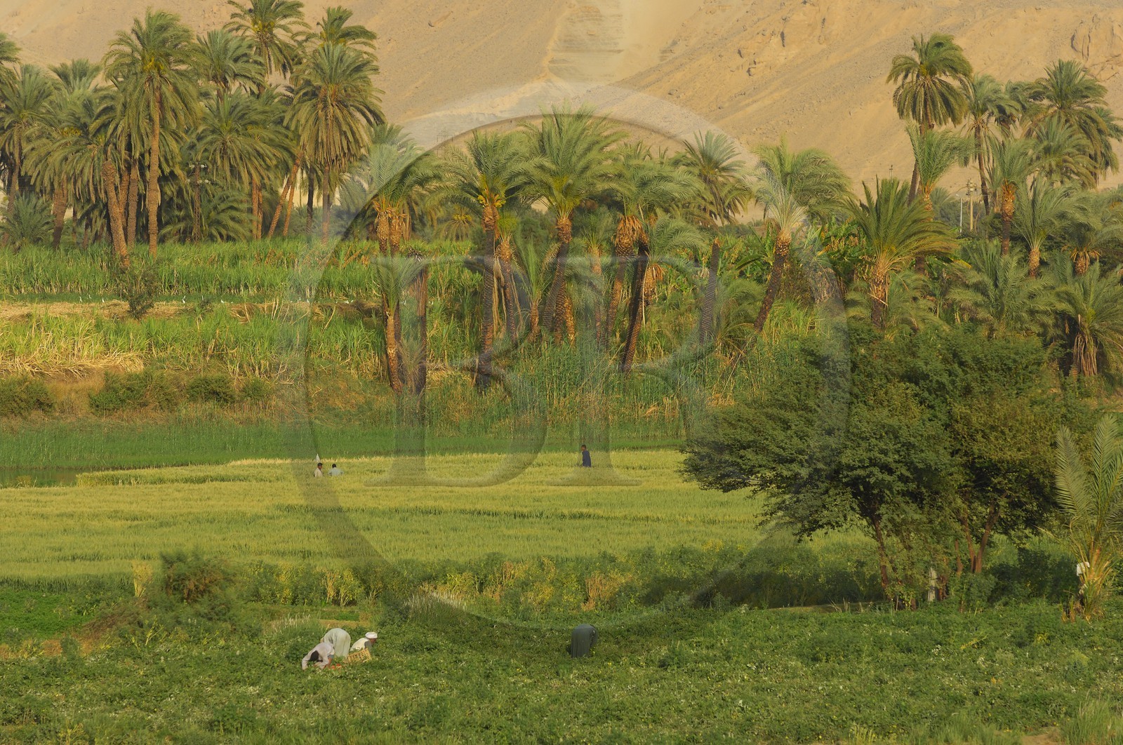 Egypte, Haute Egypte, vallée du Nil, le Nil entre Louxor et Esna