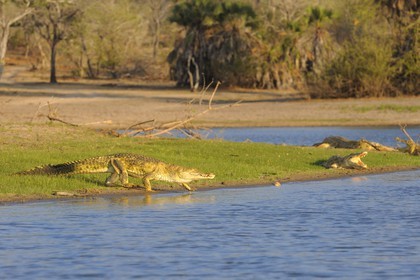 Tanzania, Selous Game Reserve is one of the largest fauna reserves of the world and designated a UNESCO World Heritage Site in 1982, Nile crocodiles (Crocodylus niloticus) on the lake Nzerakera from the Rufiji river