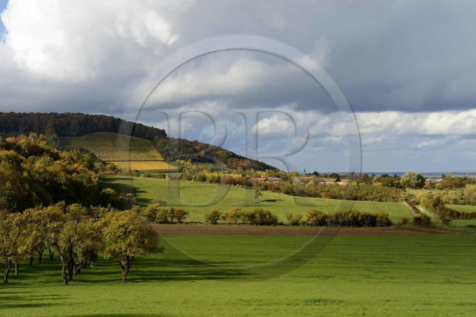 France, Meuse (55), Parc régional de Lorraine, Cotes de Meuse, Hattonchâtel, mirabelliers