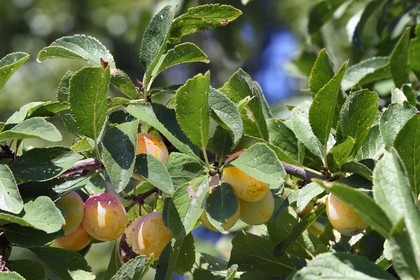 France, mirabelle plum tree , mirabelle plum
