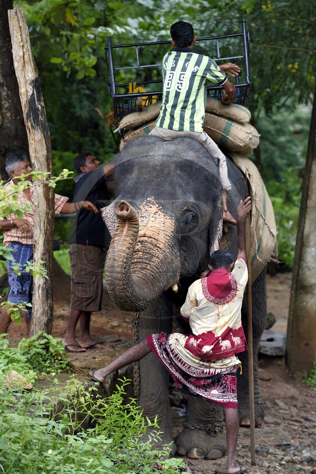 Sri Lanka, province centrale, district de Matale, Sigiriya, éléphant avec son cornac
