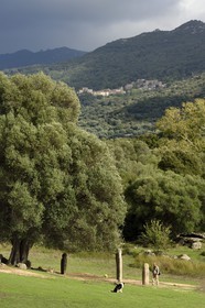 France, Corse-du-Sud (2A), site préhistorique de Filitosa, alignement de statues menhirs sous un olivier millénaire