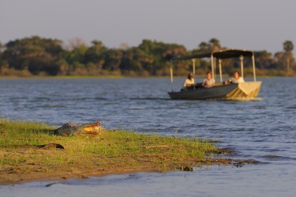 Tanzanie, Reserve de gibier de Selous une des plus grandes zones protégées au monde et inscrite sur la liste du patrimoine mondial de l’Unesco depuis 1982, crocodile du Nil (Crocodylus niloticus) sur le lac Nzerakera formé par la rivière Rufiji devant un bateau de safari