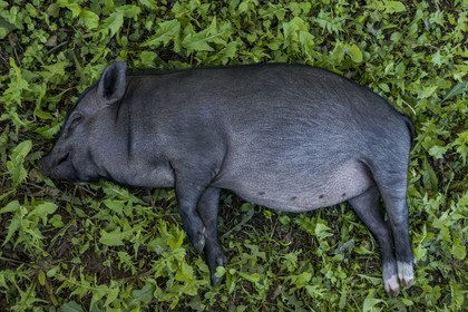 France, Herault, the Causses and the Cevennes, Mediterranean agro pastoral cultural landscape, listed as World Heritage by UNESCO, Saint Maurice Navacelles, very young black pig