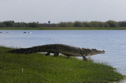 Tanzanie, Reserve de gibier de Selous une des plus grandes zones protégées au monde et inscrite sur la liste du patrimoine mondial de l’Unesco depuis 1982, crocodile du Nil (Crocodylus niloticus) sur le lac Nzerakera formé par la rivière Rufiji