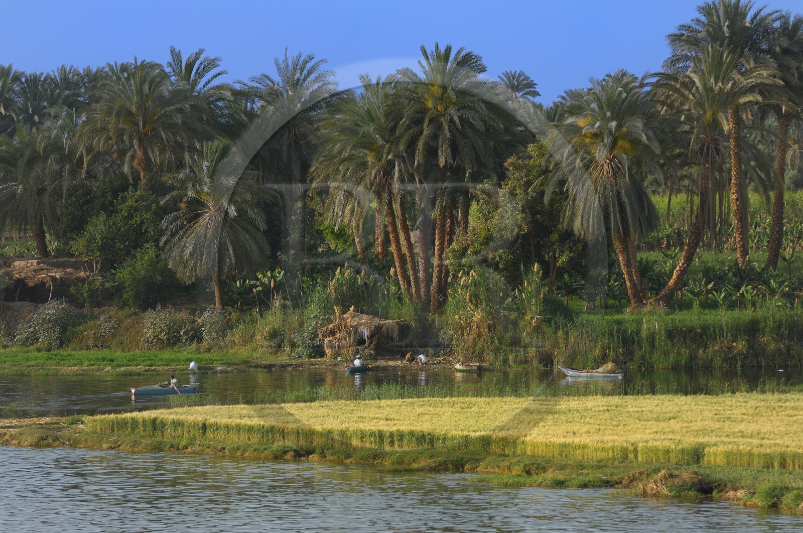 Egypte, Haute Egypte, vallée du Nil, barque de pêcheur sur le Nil entre Louxor et Esna