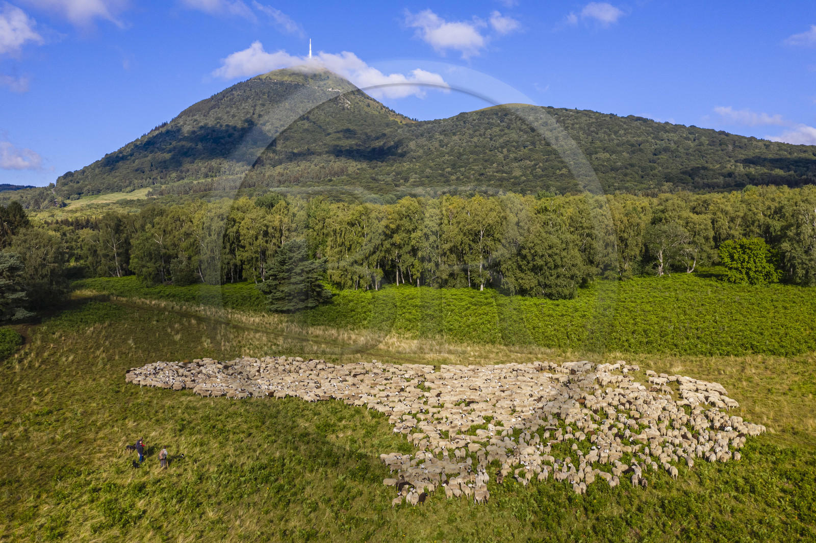 France, Puy de Dome, Parc Naturel Régional des Volcans d'Auvergne (regional nature park of Auvergne volcanoes), Chaine des Puys listed as World heritage by UNESCO, the two shepherdesses Ostiane and Charlotte keeping a flock of Rava sheep at the foot of the Puy de Dôme volcano (aerial view)