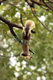 Sri Lanka, Central Province, Matale District, Sigiriya, grizzled giant squirrel (Ratufa macroura)
