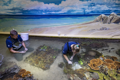 France, Finistère, Brest, Océanopolis, museum of the sea, coral cuttings, know-how developed for more than 25 years here