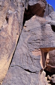 Libye, région du désert, Le Fezzan (Sahara), Messak Setafet, gravures rupestre de girafe du Matkhendoush
