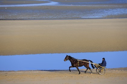 France, Manche (50), Cotentin, Sainte-Marie-du-Mont, Utah Beach où prit place le principal débarquement americain le 6 juin 1944, attelage de course de trot sur la plage à marée basse