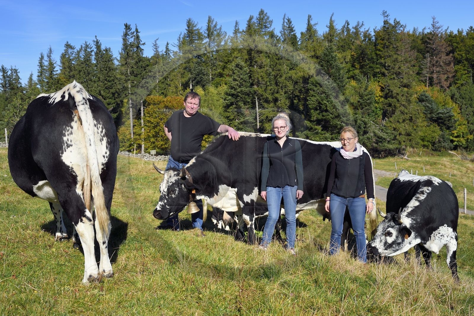 France, Haut-Rhin (68), Wasserbourg, Ferme-auberge Buchwald, le marcaire Michel Wehrey, sa femme Mireille et sa fille Julie avec leurs vaches de race vosgiennes