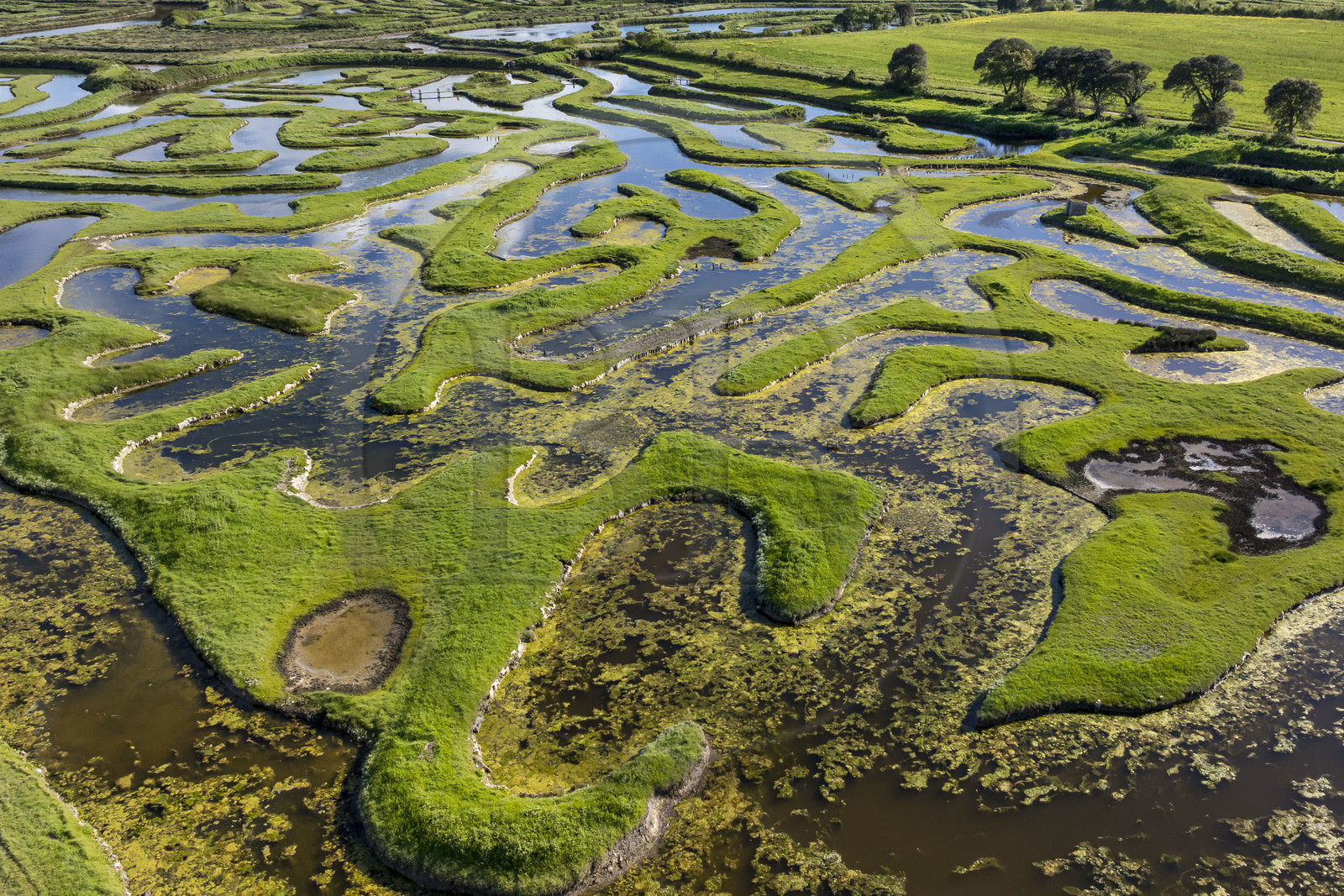France, Vendée (85), Talmont Saint Hilaire, Guittière marshes in the hinterland of Pointe du Payré, Passage du Cul d’Ane, marshes developed for fish farming of sea bream, mullet and eels (aerial view)