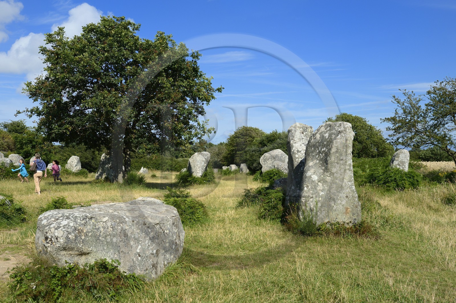 France, Morbihan, Erdeven, row of megalithic standing stones of Kerzerho