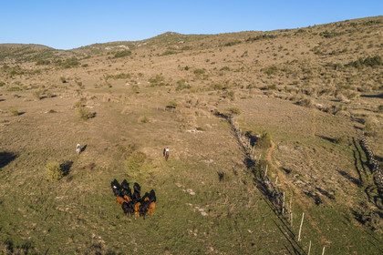 France, Herault, the Causses and the Cevennes, Mediterranean agro pastoral cultural landscape, listed as World Heritage by UNESCO, La Vacquerie et Saint Martin de Castries, the Mas de Cisco ranch, Julian and his brother Charlie Amposta bring their herd of cows back to the paddock (aerial view)
