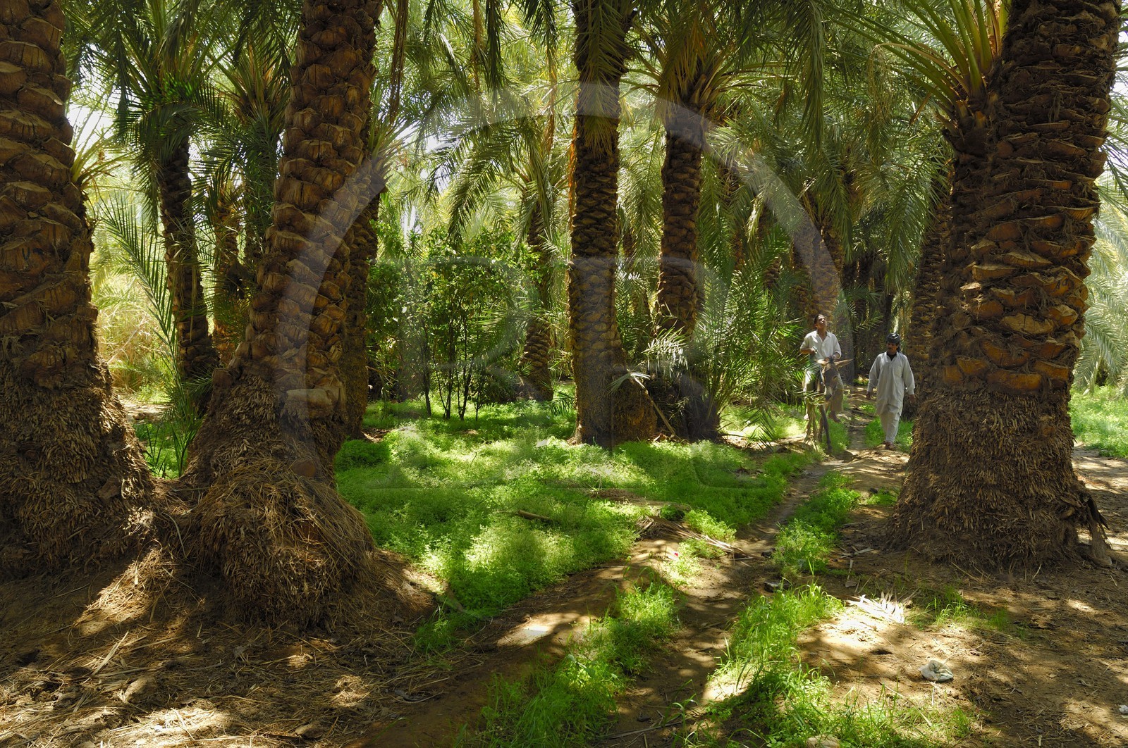 Egypt, Lower Egypt, Libyan desert, oasis of Bahariya (Bahareyya), the palm grove, farmer on his donkey testing the state of his date palms
