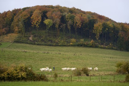 France, Meuse (55), Cotes de Meuse, Chatillon-sous-les-Cotes, troupeau de vaches en bordure de forêt