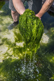 France, Finistère, Pays Bigouden (Bigouden country), Bay of Audierne, Plozevet, Lenny Gouedic co-creator of Begood Alg, harvesting wild edible algae (Ao Nori) on foot on the beach at low tide