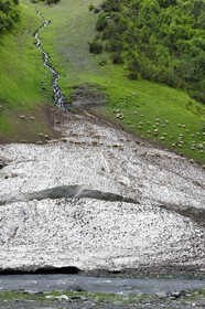 Georgia, Kakheti, Tusheti National Park, Alazani River Valley in the mountains of Pirikiti, flock of sheep crossing a firn along the river