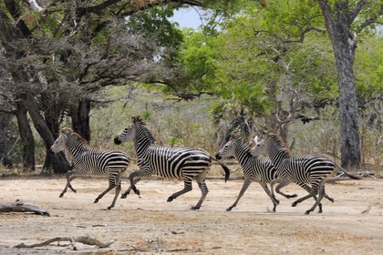 Tanzanie, Reserve de gibier de Selous une des plus grandes zones protégées au monde et inscrite sur la liste du patrimoine mondial de l’Unesco depuis 1982, course de zèbres (Equus burchelli) dans la savane