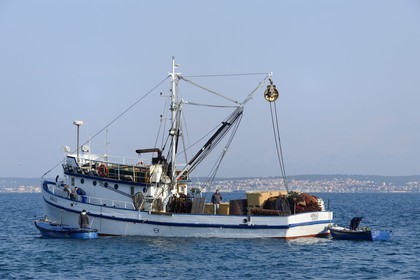 Croatie, Dalmatie, côte dalmate, Ile d’Ugljan, Preko, retour de pêche au thon, Zadar en arrière plan