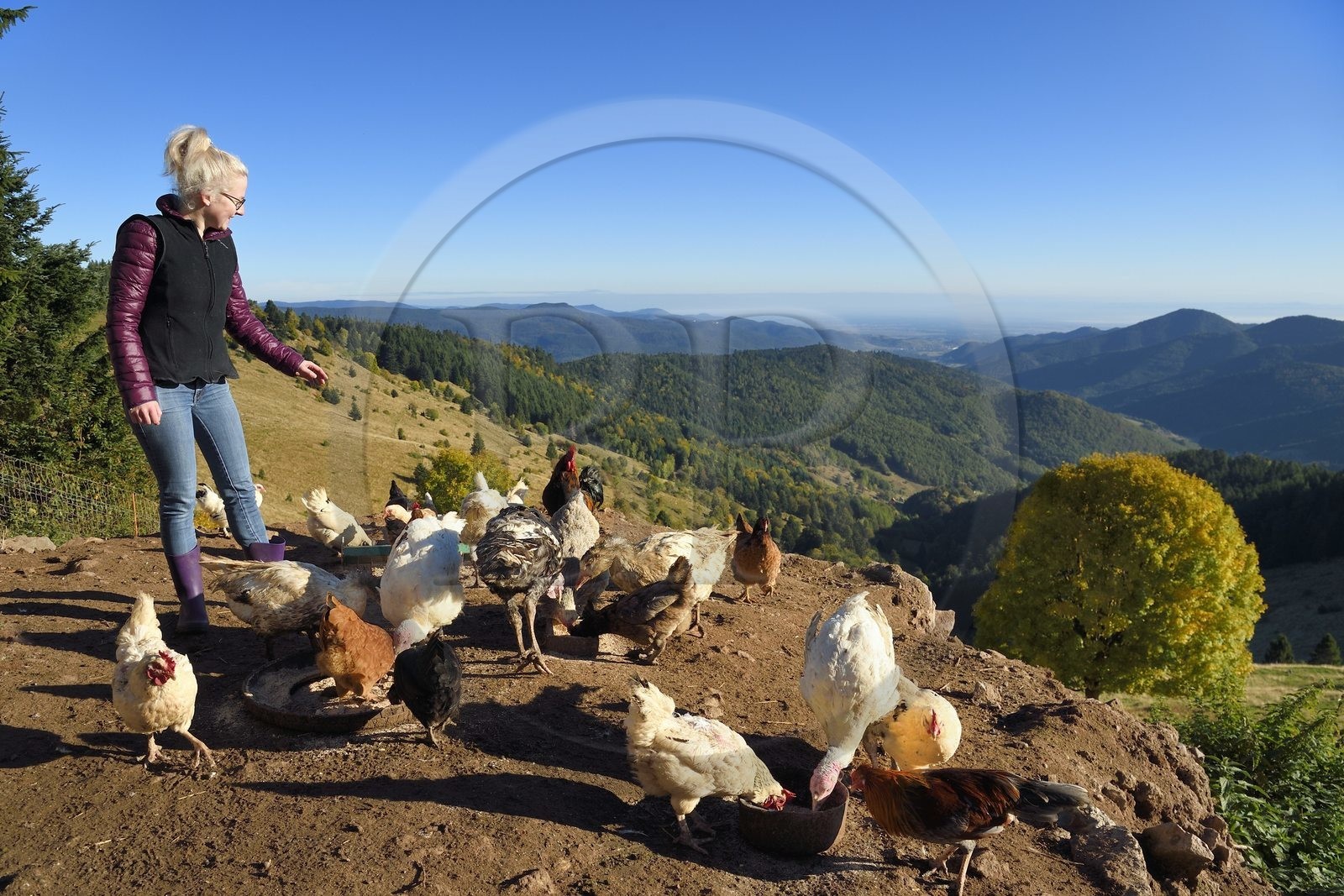 France, Haut Rhin, Wasserbourg, Ferme-auberge (farm-inn) Buchwald, Julie Wehrey feeds her chickens and geese, in the background the Wasserbourg valley