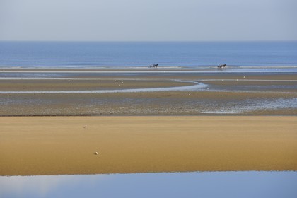 France, Manche (50), Cotentin, Sainte-Marie-du-Mont, Utah Beach où prit place le principal débarquement americain le 6 juin 1944, attelage de course de trot sur la plage à marée basse