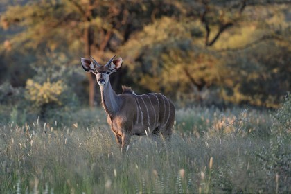 Namibie, région de Khomas, nord de Windhoek, Okapuka Ranch, grand koudou (Tragelaphus strepsiceros) dans les hautes herbes
