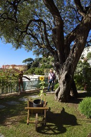 Principauté de Monaco, Monaco, quartier de la Condamine, le parc Princesse Antoinette, le plus vieux olivier multicentenaire de la principauté