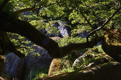 France, Finistère (29), parc naturel régional d'Armorique, Huelgoat, chaos granitique de la forêt du Huelgoat, chêne