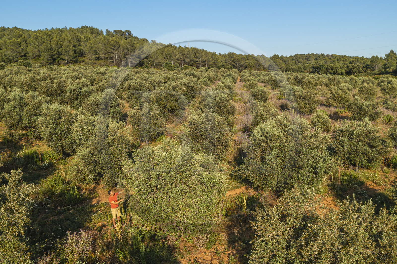 France, Var (83), La Londe-les-Maures, Philippe Carra dirige le Domaine du Jasson et examine ici ses oliviers (vue aérienne)