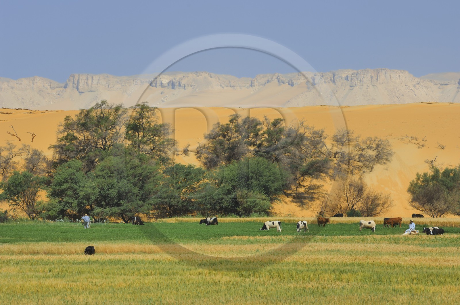 Egypte, désert libyque, oasis de Dakhla, travaux des champs