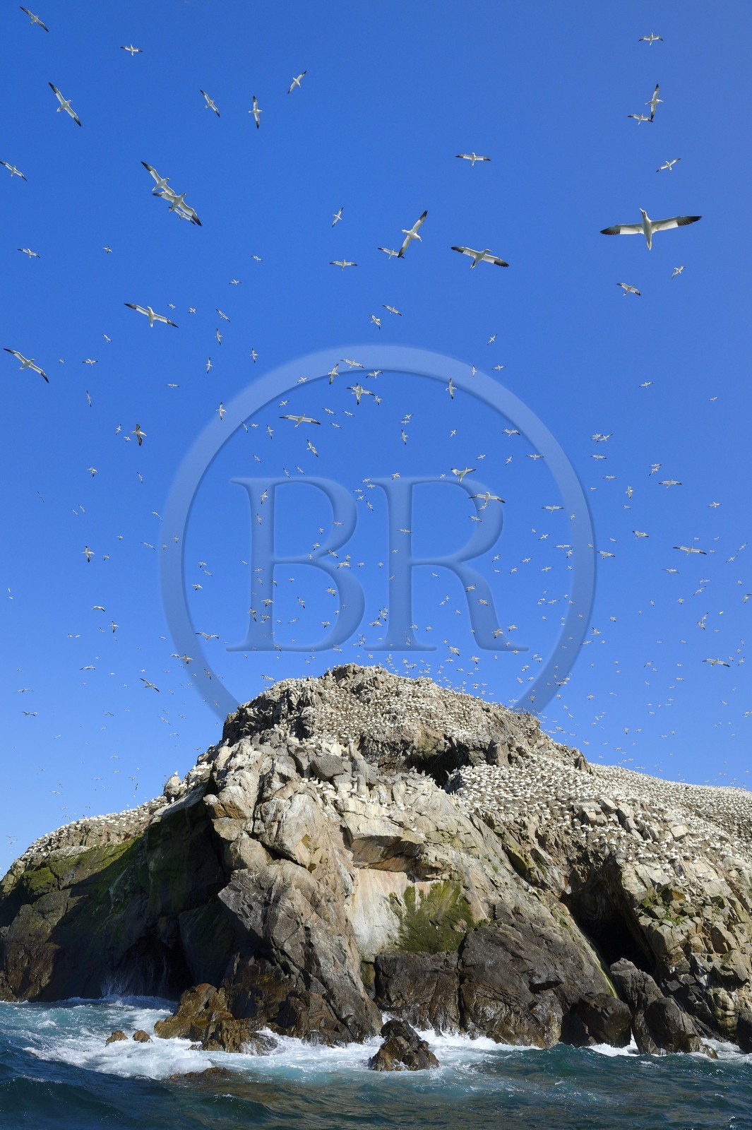 France, Côtes-d'Armor (22), Perros-Guirec, archipel et réserve ornithologique de Sept-Iles, Ile Rouzic, colonie de fous de Bassan (Morus bassanus), unique point de nidification en France pour plus de 20000 couples