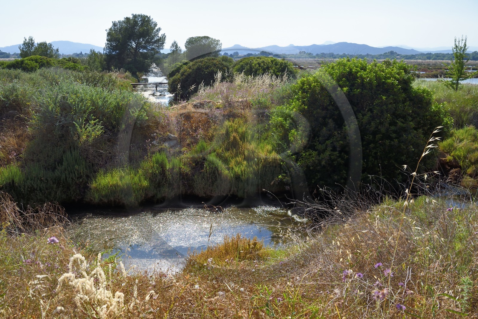 France, Var (83), Hyères, Conservatoire du littoral, les Vieux Salins (marais salants)