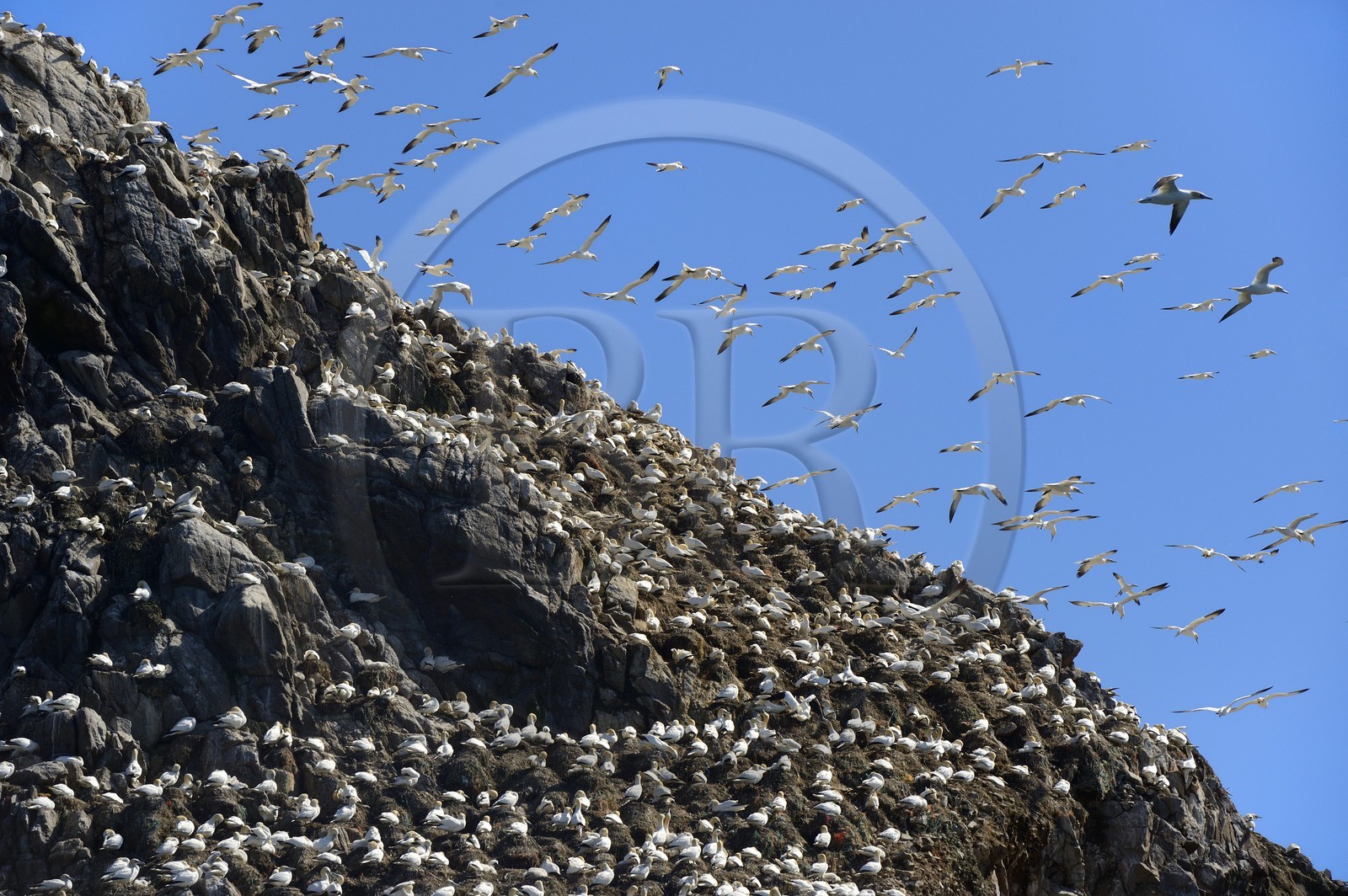 France, Côtes-d'Armor (22), Perros-Guirec, archipel et réserve ornithologique de Sept-Iles, Ile Rouzic, colonie de fous de Bassan (Morus bassanus), unique point de nidification en France pour plus de 20000 couples