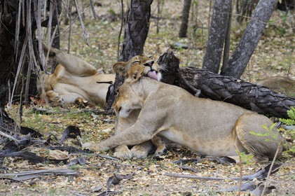 Tanzanie, Reserve de gibier de Selous une des plus grandes zones protégées au monde et inscrite sur la liste du patrimoine mondial de l’Unesco depuis 1982, lion et lionne (Panthera leo)